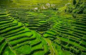 The 2,000-year old Banaue Rice Terraces